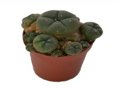 Peyote Kaktus online kaufen