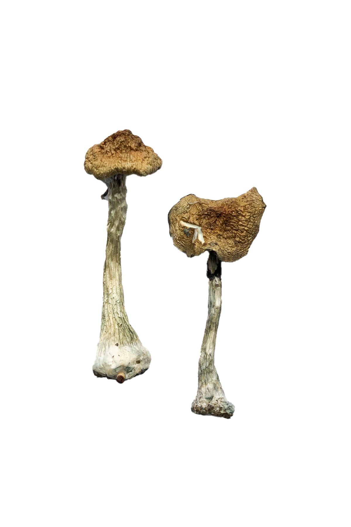 A-Magic-Mushrooms Kaufen Sie A+ Zauberpilze online