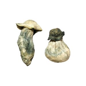 Albino Penis Envy Zauberpilze Kaufen
