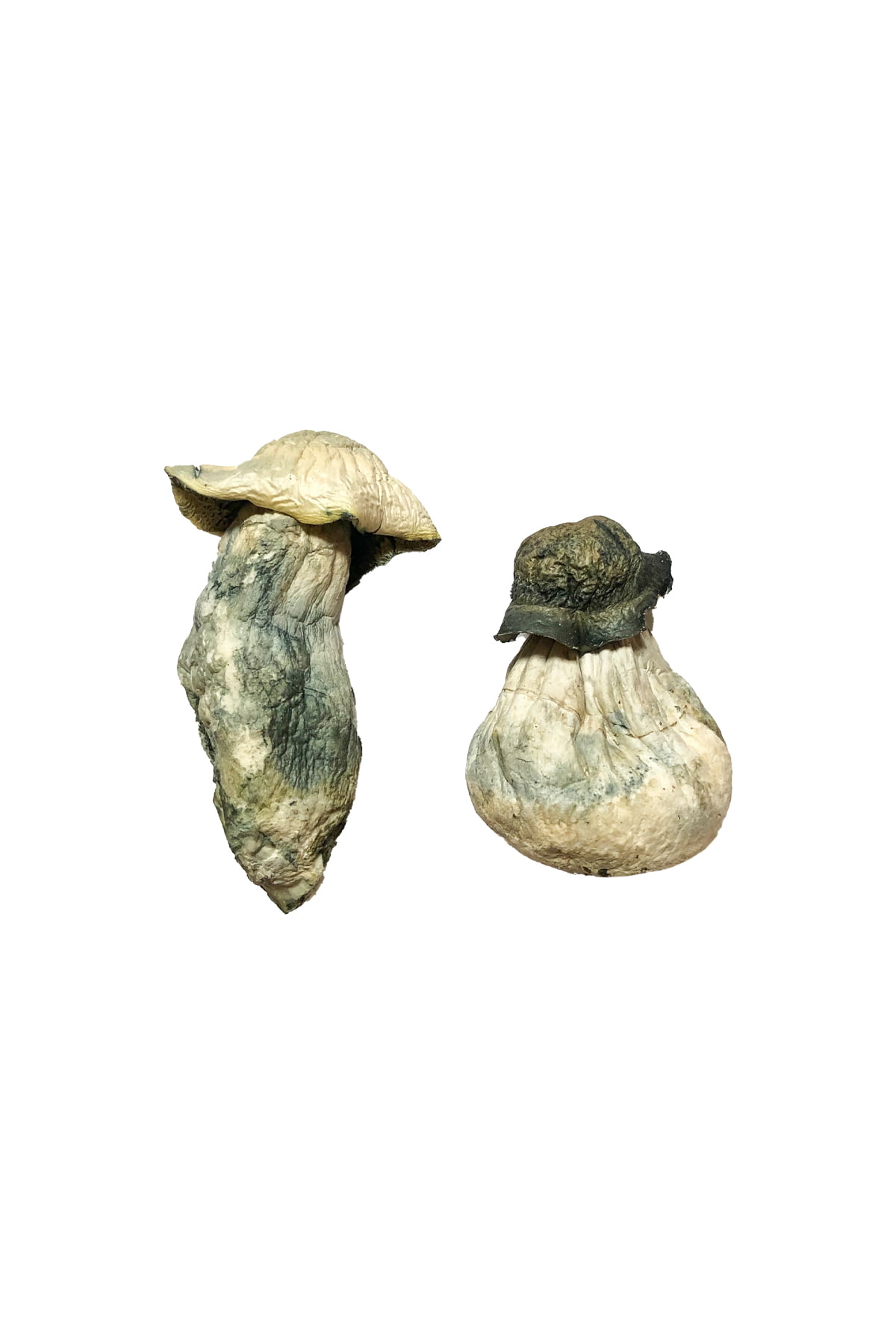 Albino-Penis-Envy-Magic-Mushrooms Albino Penis Envy Zauberpilze Kaufen