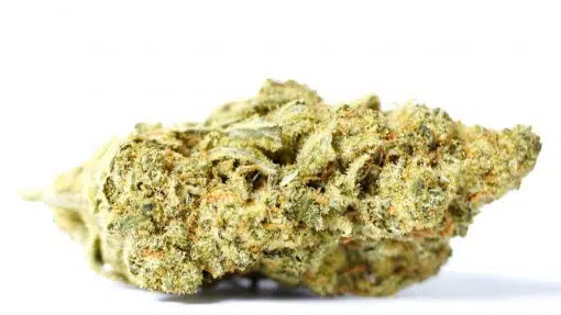 super-silver-haze-sativa-1-scaled-510x287 Cali weed kaufen